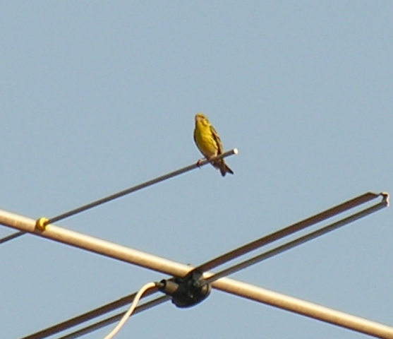 Verzellino - Serinus serinus